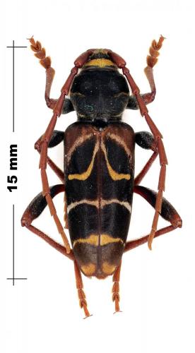 Réf. 98 844 : Plagionotus pulcher