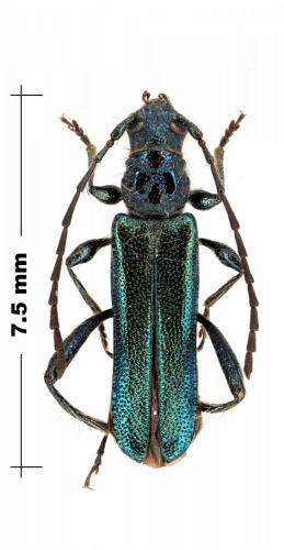 Callimus angulatus