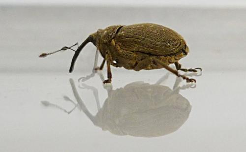 Réf. 98 003 : Ceutorhynchus sp.