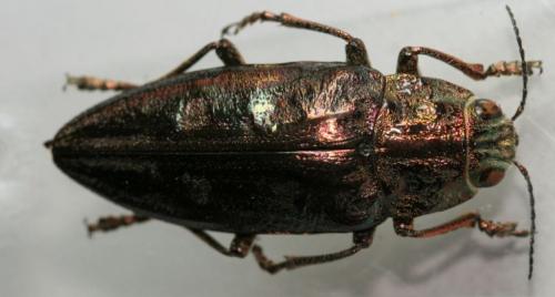 Chalcophora massiliensis