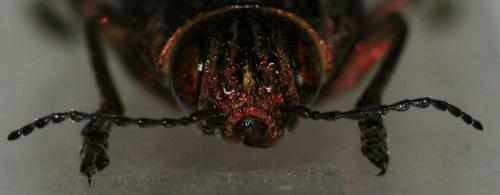 Chalcophora massiliensis