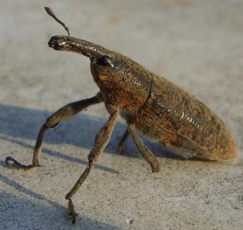 Réf. 98 248 : Lixus pulverulentus