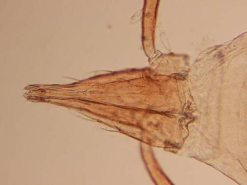 Biscirus sp.