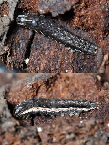 Noctua sp.