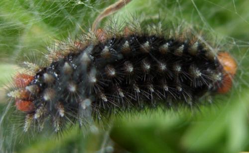 Melitaea cinxia