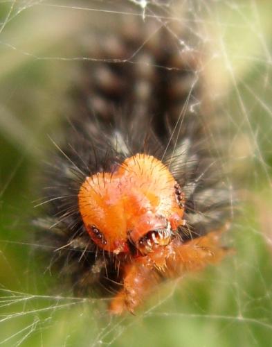 Melitaea cinxia