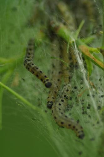 Yponomeuta sp.
