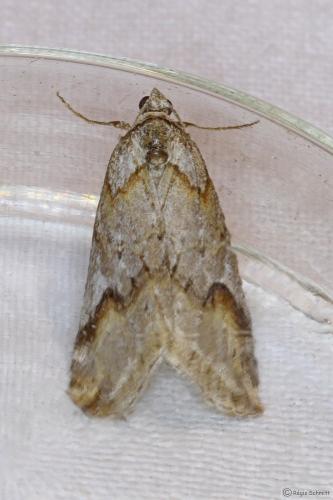 Chesias rufata
