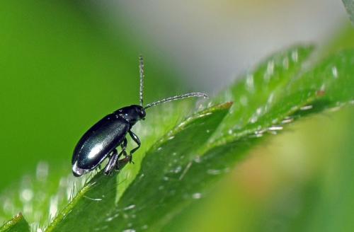 Réf. 98 227 : Phyllotreta sp.