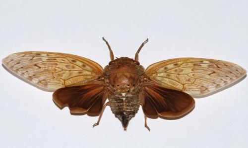 Réf. 98 596 : Pycna strix