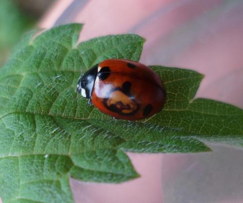 Réf. 98 488 : Coccinella septempunctata