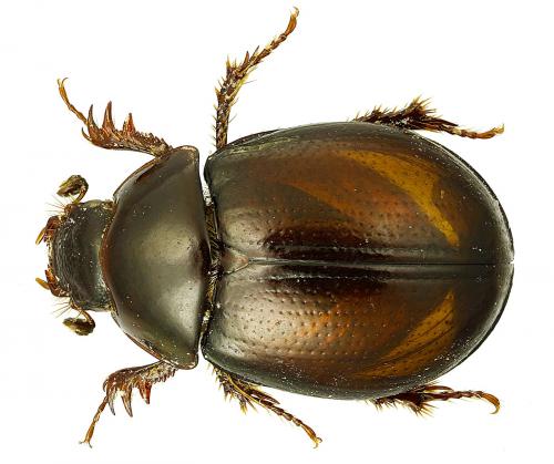 Coilodes sp.