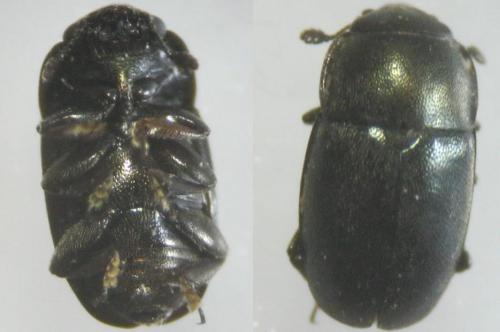 Meligethes sp.