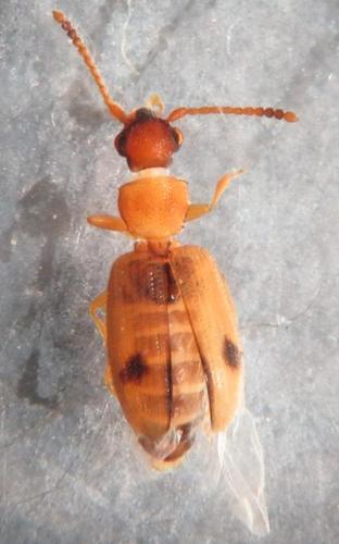 Réf. 98 903 : Psammoecus bipunctatus