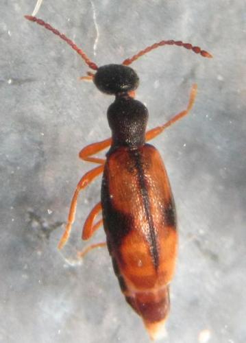 Réf. 98 911 : Cordicomus gracilis