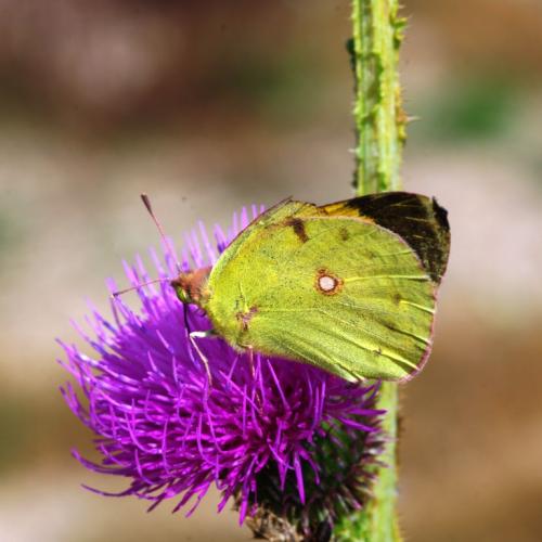 Réf. 98 785 : Colias croceus