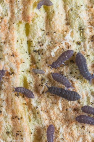 Réf. 98 246 : Ceratophysella sp.