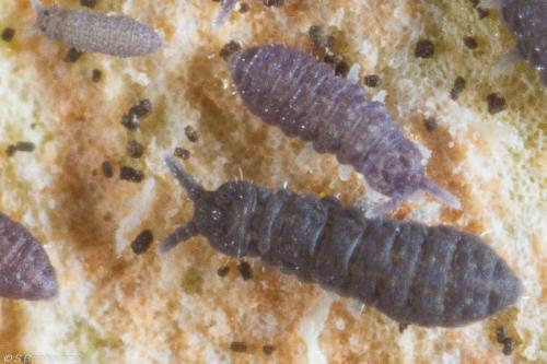 Réf. 98 258 : Ceratophysella sp.
