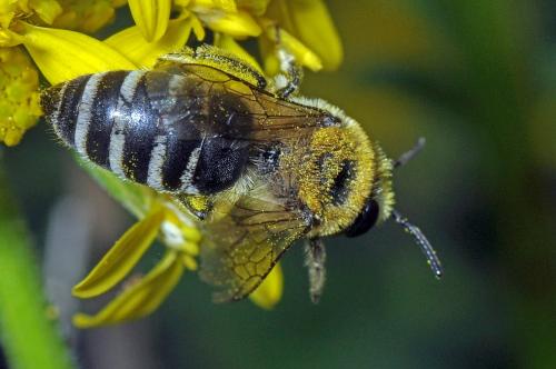Réf. 98 311 : Colletes similis