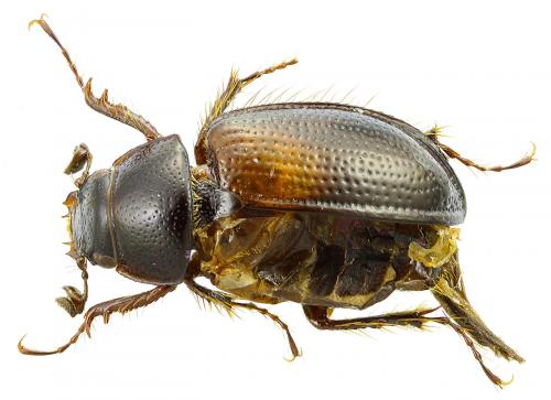 Dicraeodon sp.