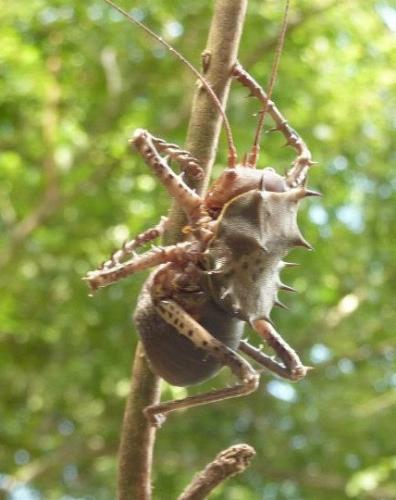 Cosmoderus erinaceus
