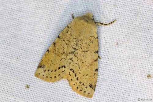 Réf. 98 091 : Conistra daubei