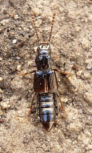 Réf. 98 033 : Coprophilus striatulus
