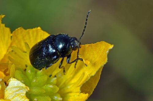 Cryptocephalus sp.