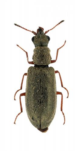 Danacea pallipes