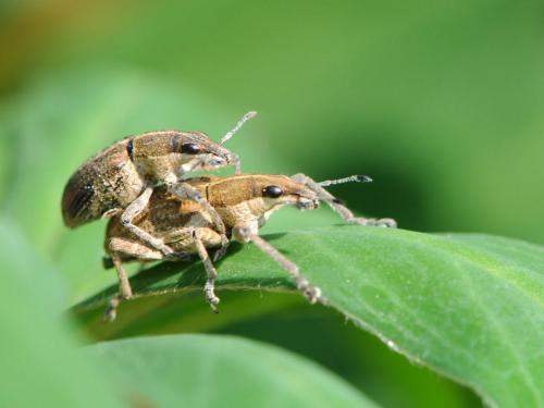 Réf. 98 737 : Charagmus gressorius