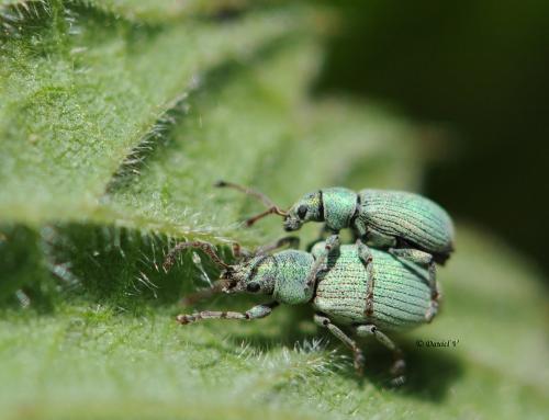 Réf. 98 735 : Phyllobius roboretanus