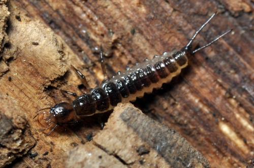Réf. 98 553 : Leistus sp.