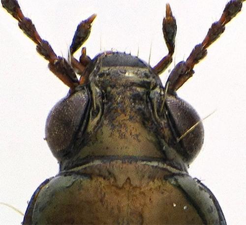 Bembidion sp.