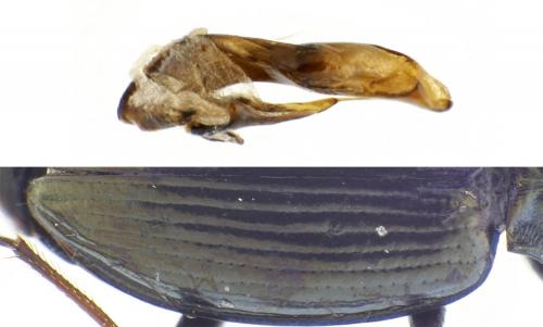 Bembidion geniculatum geniculatum