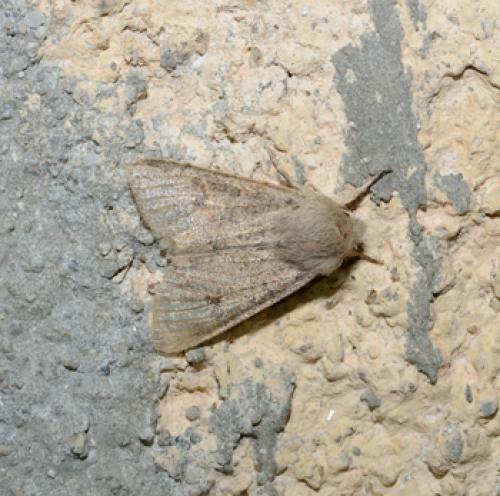Réf. 98 783 : Orthosia gracilis