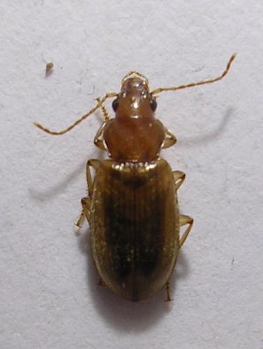 Dicheirotrichus obsoletus