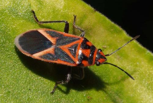 Graptostethus servus