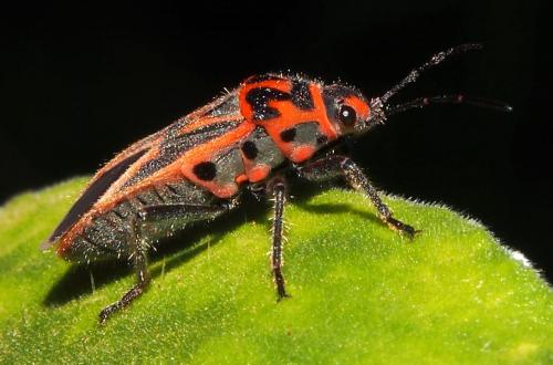 Graptostethus servus