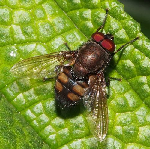 Stomorhina sp.