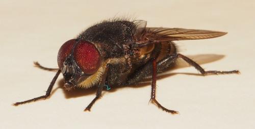 Stomorhina sp.