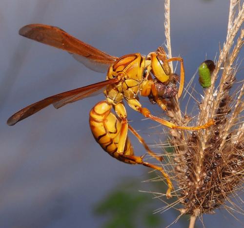 Réf. 98 724 : Polistes olivaceus