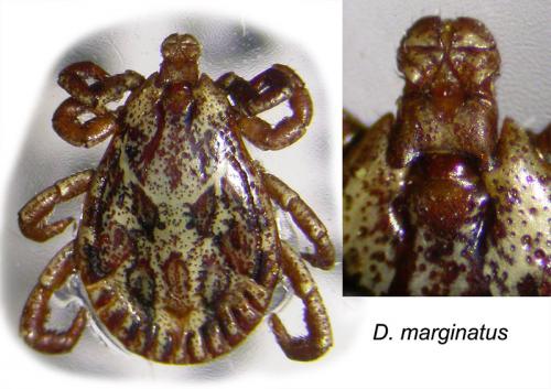 Dermacentor marginatus