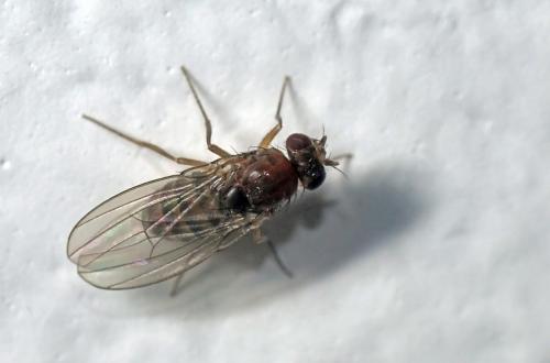 Drosophila funebris