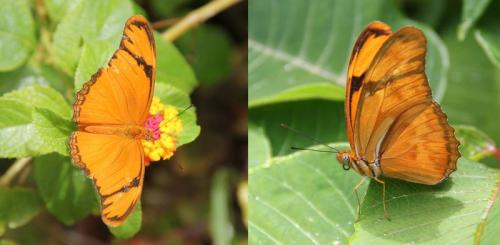Réf. 98 126 : Dryas iulia dominicana