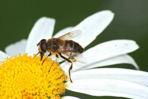 Eristalis tenax
