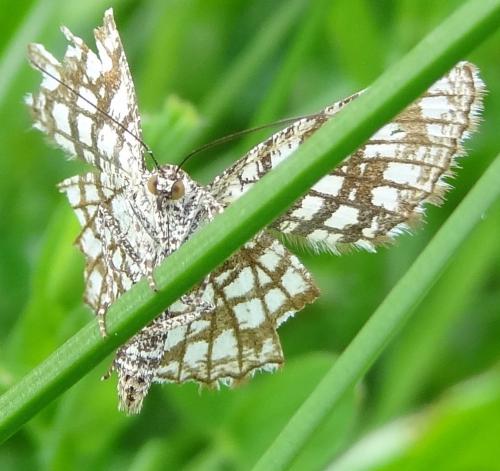 Chiasmia clathrata
