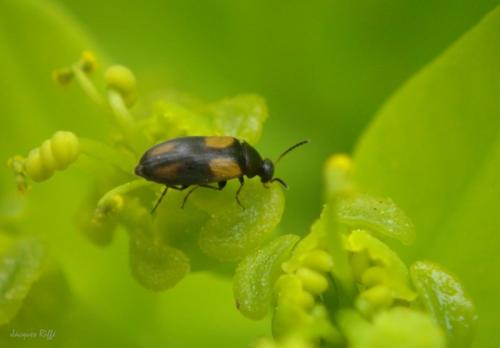 Réf. 98 649 : Anaspis fasciata