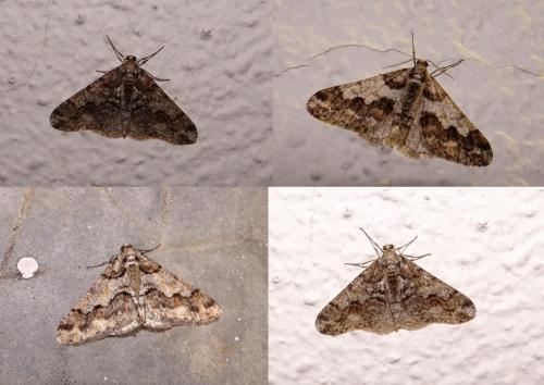 Agriopis leucophaearia