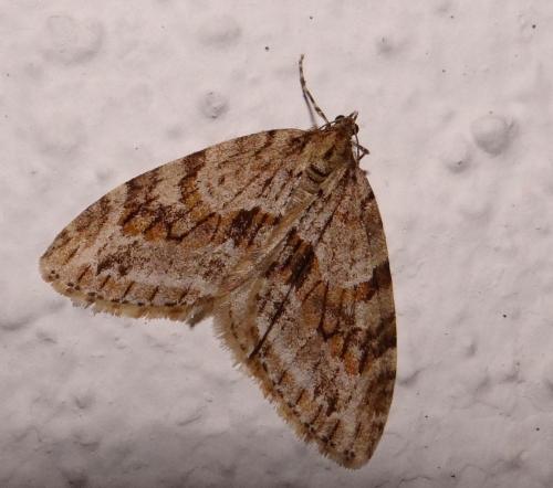 Réf. 98 147 : Trichopteryx polycommata