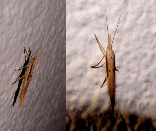 Réf. 98 424 : Ypsolopha mucronella